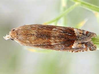 Eucosma rubescana Const. adulte - �Friedmar Graf