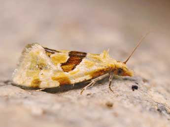 Aethes rubigana Tr. adulte - �Lionel Taurand