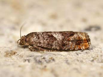 Epinotia rubiginosana H.-S. adulte - �Lionel Taurand