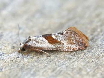 Falseuncaria ruficiliana Hw. adulte - �Lionel Taurand