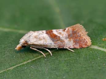 Falseuncaria ruficiliana Hw. adulte - �Lionel Taurand