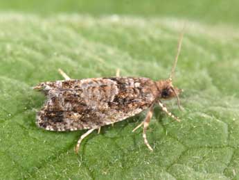 Zeiraphera rufimitrana H.-S. adulte - �Philippe Mothiron