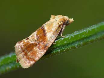 Cochylidia rupicola Curt. adulte - �Patrick Clement