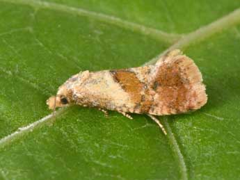 Cochylidia rupicola Curt. adulte - �Philippe Mothiron