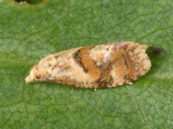 Cochylidia rupicola Curt. adulte - �Philippe Mothiron