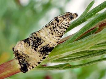 Celypha rurestrana Dup. adulte - �Friedmar Graf