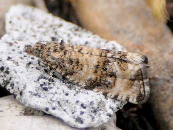 Celypha rurestrana Dup. adulte - �Jean-Pierre Lamoline