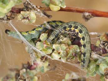  Chenille de Gymnancyla ruscinonella Rag. - �Lionel Taurand