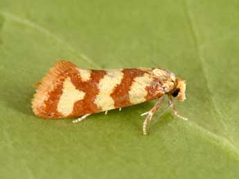 Aethes rutilana Hb. adulte - �Philippe Mothiron