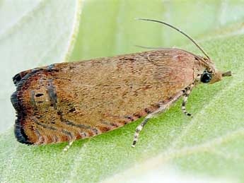 Cydia rymarczyki Var. & Nel adulte - �Friedmar Graf