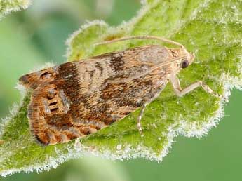 Cydia rymarczyki Var. & Nel adulte - �Friedmar Graf