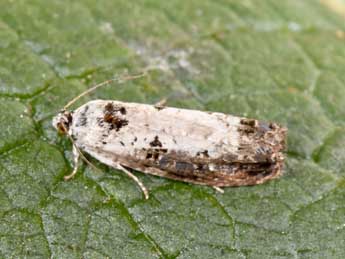 Hedya salicella L. adulte - �Philippe Mothiron