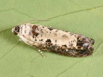 Hedya salicella L. adulte - �Philippe Mothiron