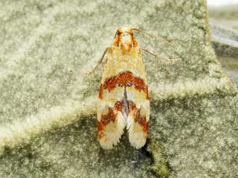 Aethes sanguinana Tr. adulte - �Friedmar Graf