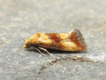 Eupoecilia sanguisorbana H.-S. adulte - �Ruben Meert