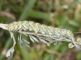  Chenille de Cucullia santonici Hb. - �Philippe Mothiron