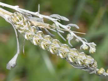  Chenille de Cucullia santonici Hb. - �Philippe Mothiron