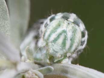  Chenille de Cucullia santonici Hb. - �Philippe Mothiron