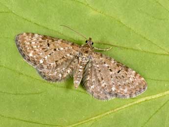 Eupithecia satyrata Hb. adulte - �Philippe Mothiron