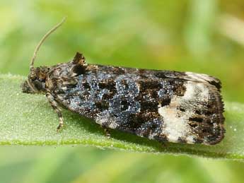 Apotomis sauciana Fr�l. adulte - �Friedmar Graf