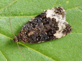 Apotomis sauciana Fr�l. adulte - �Friedmar Graf