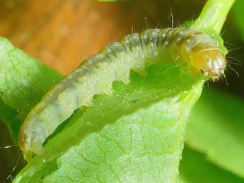  Chenille de Apotomis sauciana Fr�l. - �Friedmar Graf