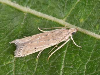 Phycitodes saxicola Vaughan adulte - �Philippe Mothiron
