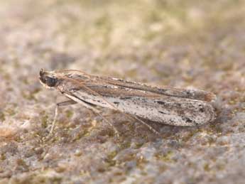 Phycitodes saxicola Vaughan adulte - �Philippe Mothiron
