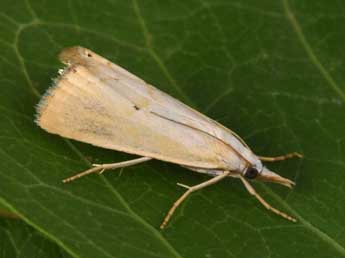 Xanthocrambus saxonellus Zck. adulte - �Philippe Mothiron