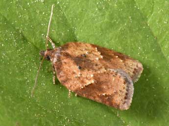 Acleris schalleriana L. adulte - �Philippe Mothiron