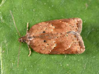 Acleris schalleriana L. adulte - �Philippe Mothiron