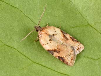 Acleris schalleriana L. adulte - �Philippe Mothiron