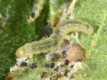  Chenille de Acleris schalleriana L. - �Philippe Mothiron