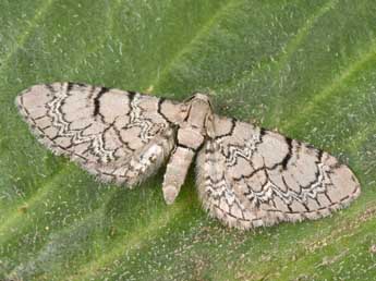 Eupithecia schiefereri Bohatsch adulte - �Philippe Mothiron