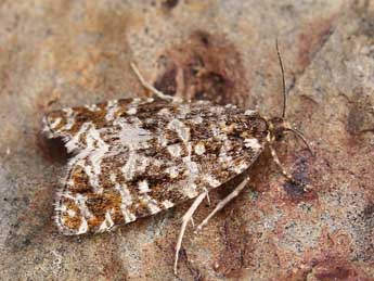 Olethreutes schulziana F. adulte - �Lionel Taurand