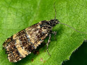 Olethreutes scoriana Gn. adulte - �Rudolf Bryner