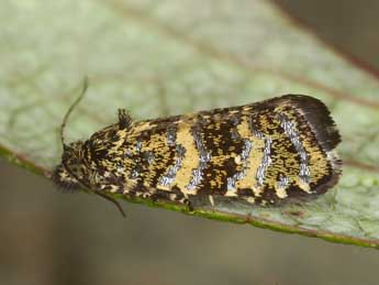 Olethreutes scoriana Gn. adulte - �J�rg Schmid