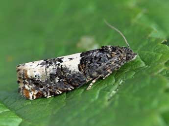 Epiblema scutulana D. & S. adulte - �Patrick Clement