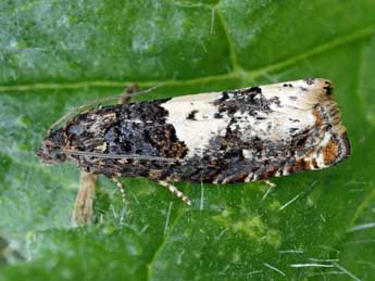 Epiblema scutulana D. & S. adulte - �Patrick Clement