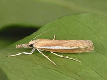 Agriphila selasella Hb. adulte - �Philippe Mothiron
