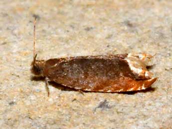 Ancylis selenana Gn. adulte - �Michel Ehrhardt