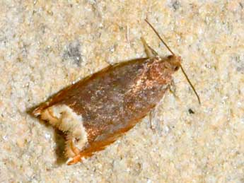 Ancylis selenana Gn. adulte - �Michel Ehrhardt