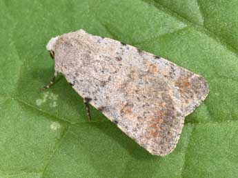 Caradrina selini Bsdv. adulte - �Philippe Mothiron