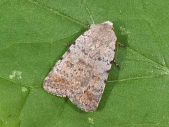 Caradrina selini Bsdv. adulte - �Philippe Mothiron