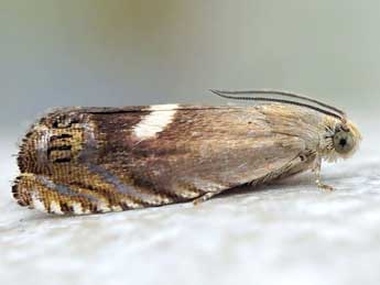 Cydia semicinctana Kennel adulte - �Friedmar Graf