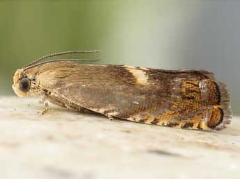 Cydia semicinctana Kennel adulte - �Friedmar Graf
