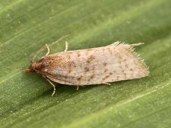 Clepsis senecionana Hb. adulte - �Lionel Taurand