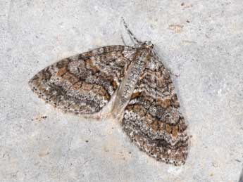 Nothocasis sertata Hb. adulte - �Philippe Mothiron