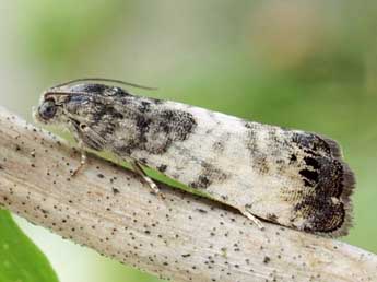 Cydia servillana Dup. adulte - �Friedmar Graf