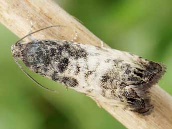 Cydia servillana Dup. adulte - �Friedmar Graf